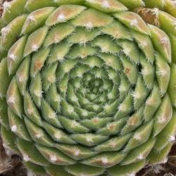 Sempervivum - Dachwurz - Hauswurz